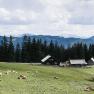 Blick auf die Kitzhütte, © Thomas Steineder Almhütte mit Kühen auf einer Wiese, umgeben von Bergen und Wäldern.