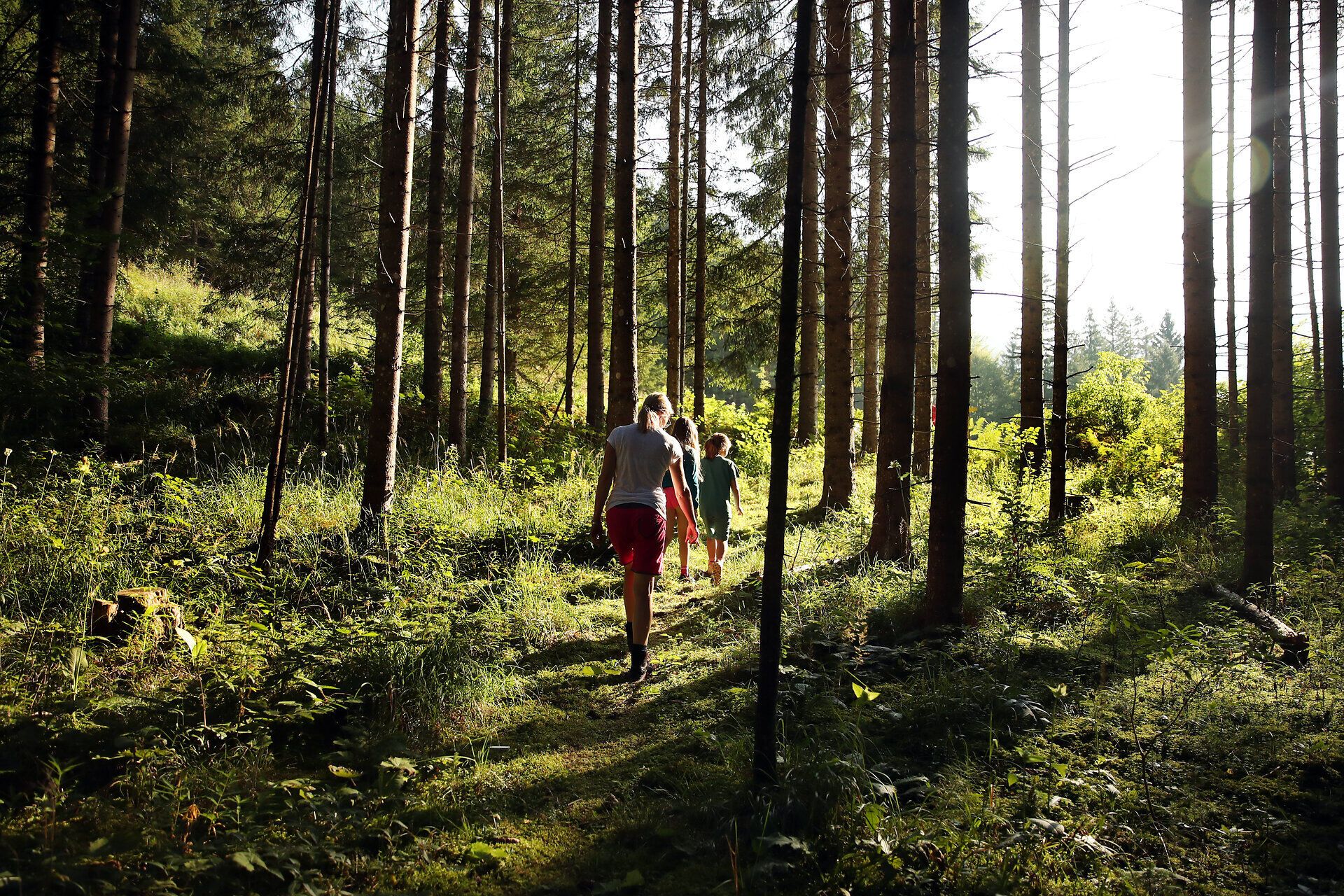 Drei Personen wandern bei Sonnenschein einen Waldweg entlang. 