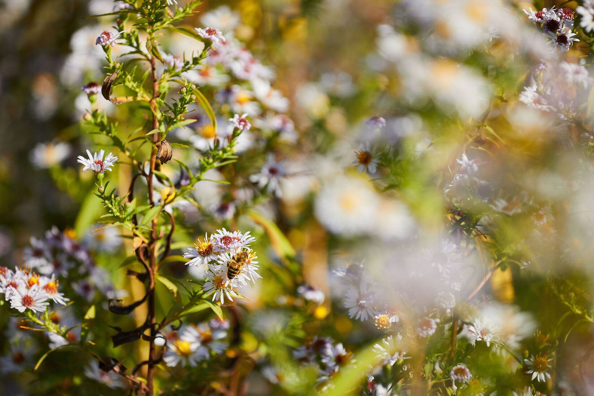 Inmitten einer blühenden Wiese summen Bienen um die zarten, weißen Blüten und schaffen eine harmonische Atmosphäre. Die sanften Farben der Natur laden dazu ein, die Seele baumeln zu lassen und die Schönheit des Herbstes zu genießen.