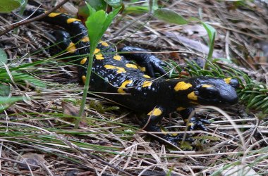 Feuersalamander, © Nature Park NÖ Eisenwurzen