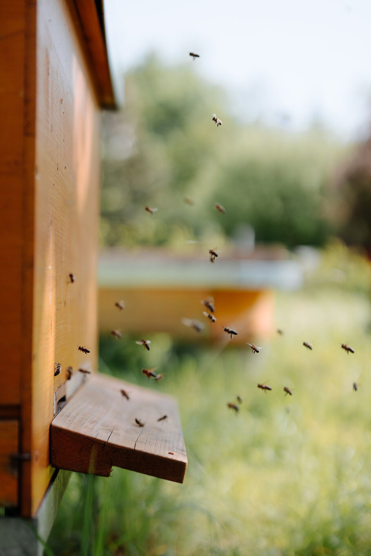 Inmitten der sanften Hügel des Wienerwaldes summt es lebhaft, während fleißige Bienen emsig um ihre Heimat fliegen. Die goldenen Waben versprechen süßen Honig, der die Aromen der Natur einfängt und die Sinne verführt. Ein Ort, an dem die Harmonie zwischen Mensch und Tier in perfekter Balance steht.