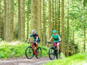 MTB_Forest, &copy; Mostviertel
