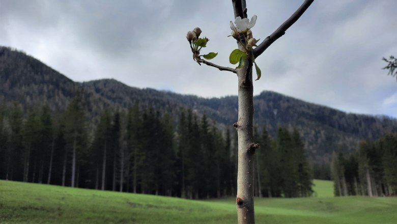 Streuobstwiese, © Christine Baron