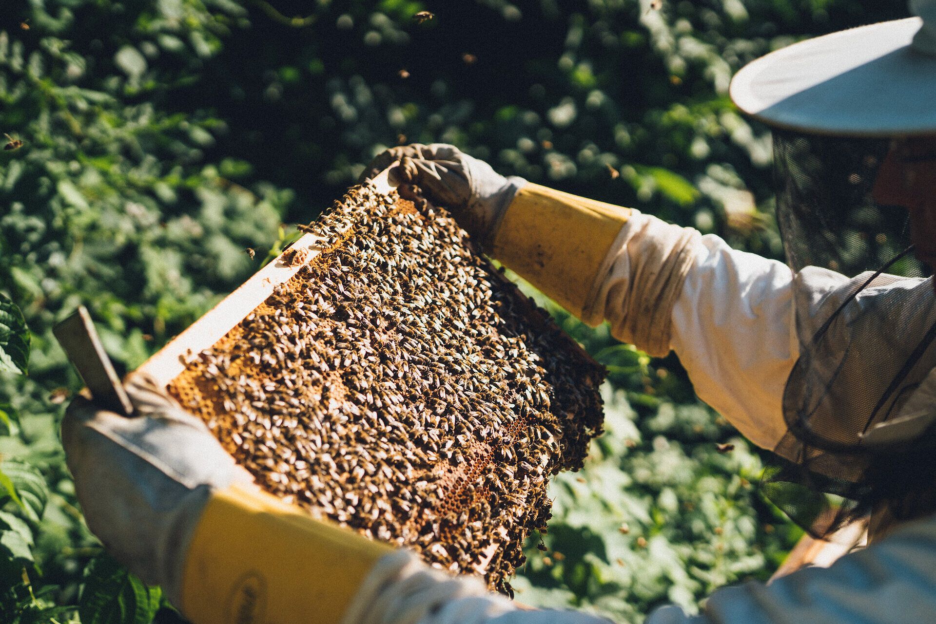 Inmitten der üppigen Natur summen die Bienen geschäftig um ihre Waben, während die Sonne sanft durch die Blätter des Wienerwaldes scheint. Die goldene Süße des Honigs, die hier entsteht, ist ein wahres Geschenk der Natur und lädt dazu ein, die Vielfalt der Region zu entdecken.