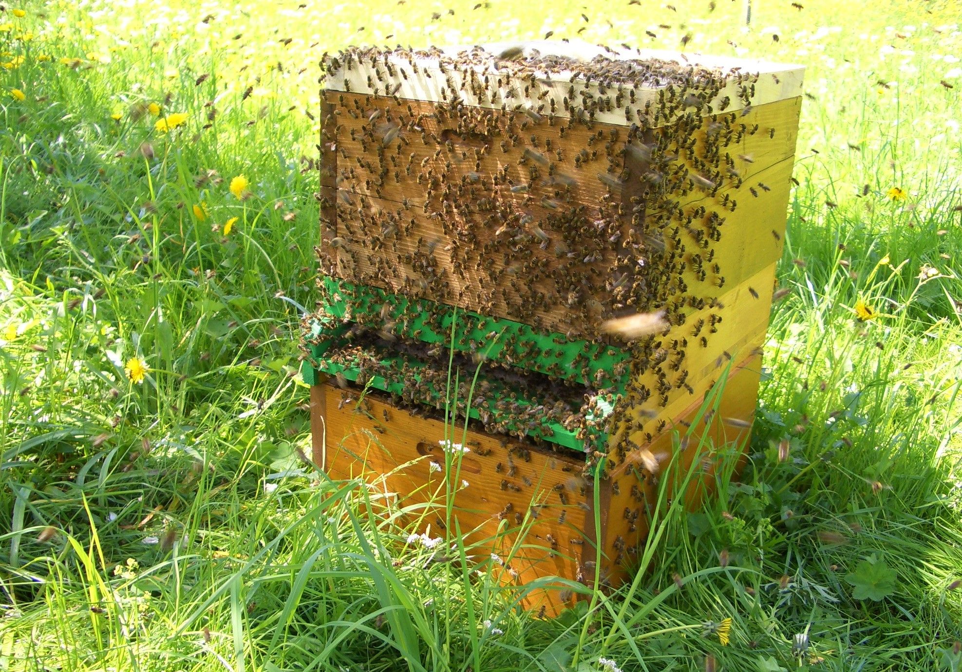 Bienenstock