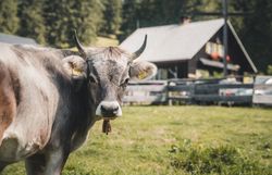Kühe auf der Alm bei der Kitzhütte im Gebiet Eisenstraße im Mostviertel.