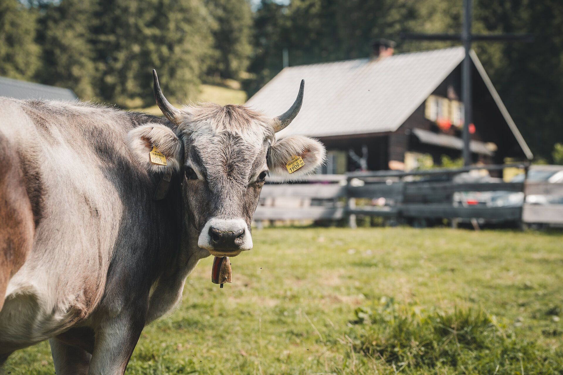 Kühe auf der Alm bei der Kitzhütte im Gebiet Eisenstraße im Mostviertel.