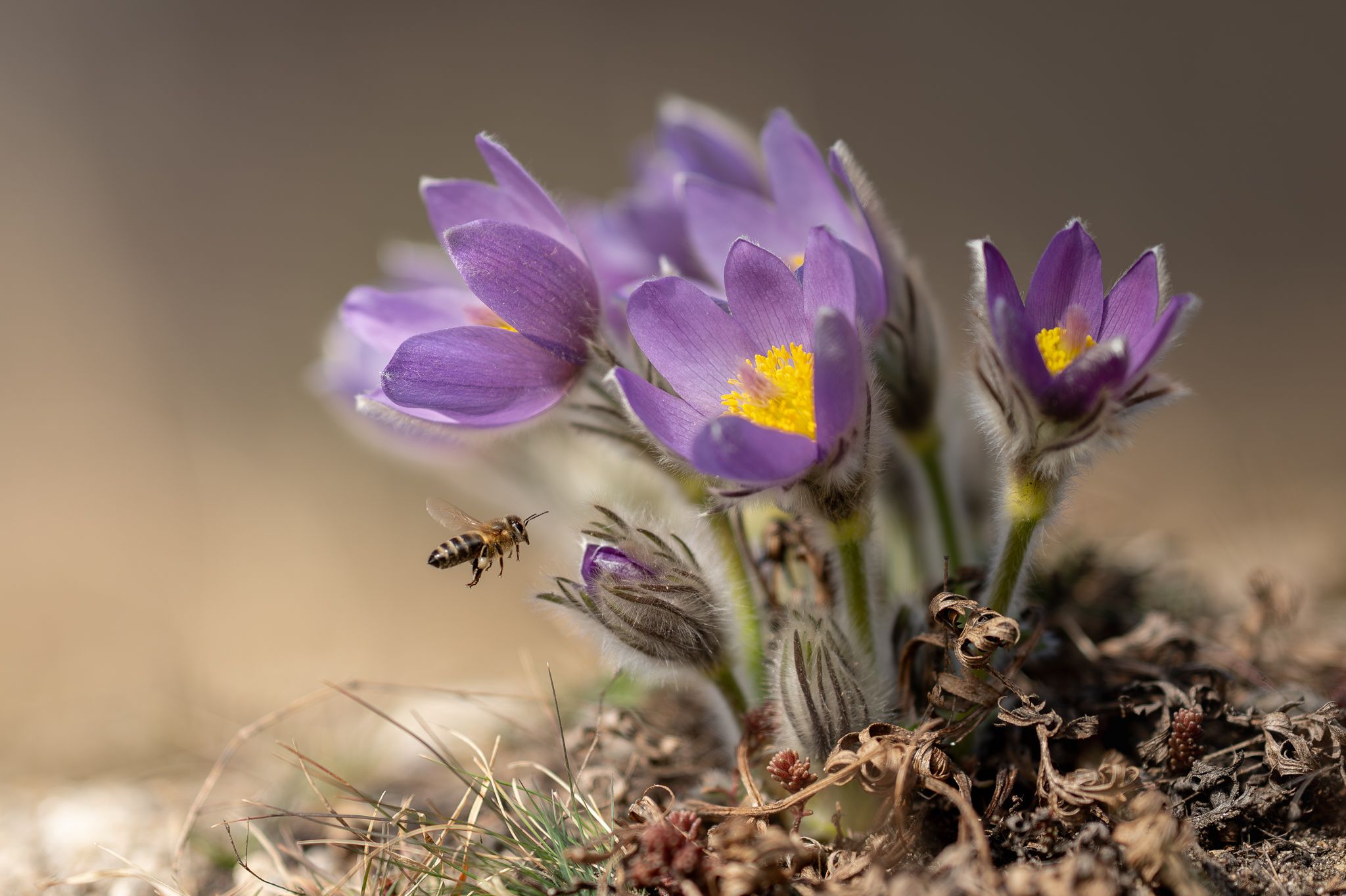 Biene zu Krokus fliegend