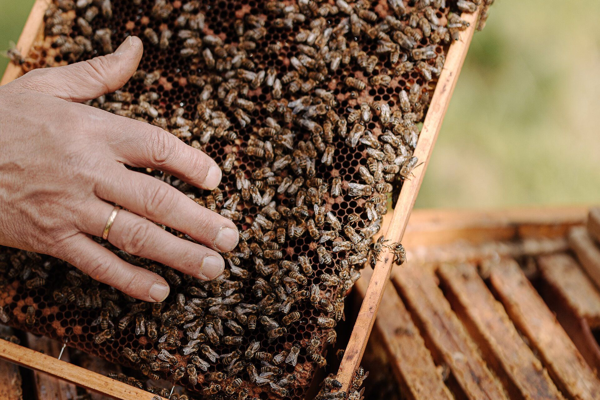 Inmitten der summenden Bienen entfaltet sich die Kunst der Imkerei. Die goldenen Waben, gefüllt mit süßem Honig, zeugen von der Fülle der Natur und der Hingabe der Imker. Ein Erlebnis, das die Sinne verzaubert und die Liebe zur Natur spürbar macht.