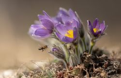 Biene zu Krokus fliegend