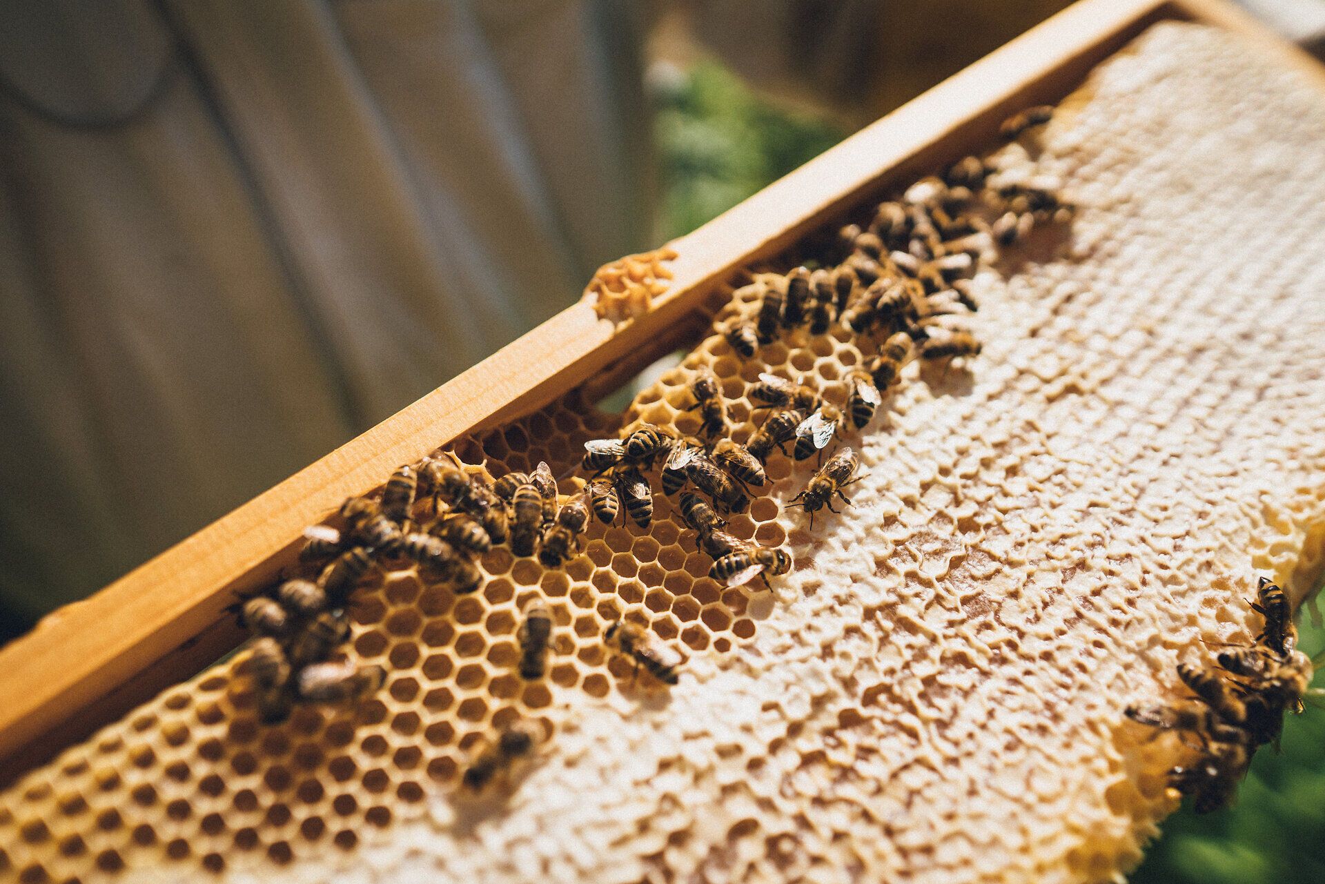 Inmitten der sanften Hügel des Wienerwaldes summen die Bienen emsig und tragen den süßen Nektar in ihre Waben. Die goldenen Honigwaben glänzen in der Sonne und versprechen ein unvergleichliches Geschmackserlebnis, das die Natur in jedem Tropfen einfängt.