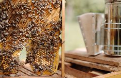 Inmitten der sanften Hügel des Wienerwaldes summt und brummt es lebhaft. Die Bienen sammeln emsig Nektar und verwandeln ihn in köstlichen Honig, während die goldenen Waben in der warmen Sonne glänzen. Ein Besuch bei der Bio-Imkerei verspricht nicht nur süße Genüsse, sondern auch faszinierende Einblicke in die Welt der Bienen.