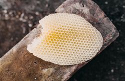 Die goldene Wabe strahlt in der warmen Sonne und verspricht den süßen Genuss von frischem Honig. Umgeben von der idyllischen Natur des Wienerwaldes, lädt sie dazu ein, die Aromen der Region zu entdecken und sich von der Vielfalt der lokalen Produkte verzaubern zu lassen.