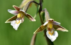 Besondere Narzissenart