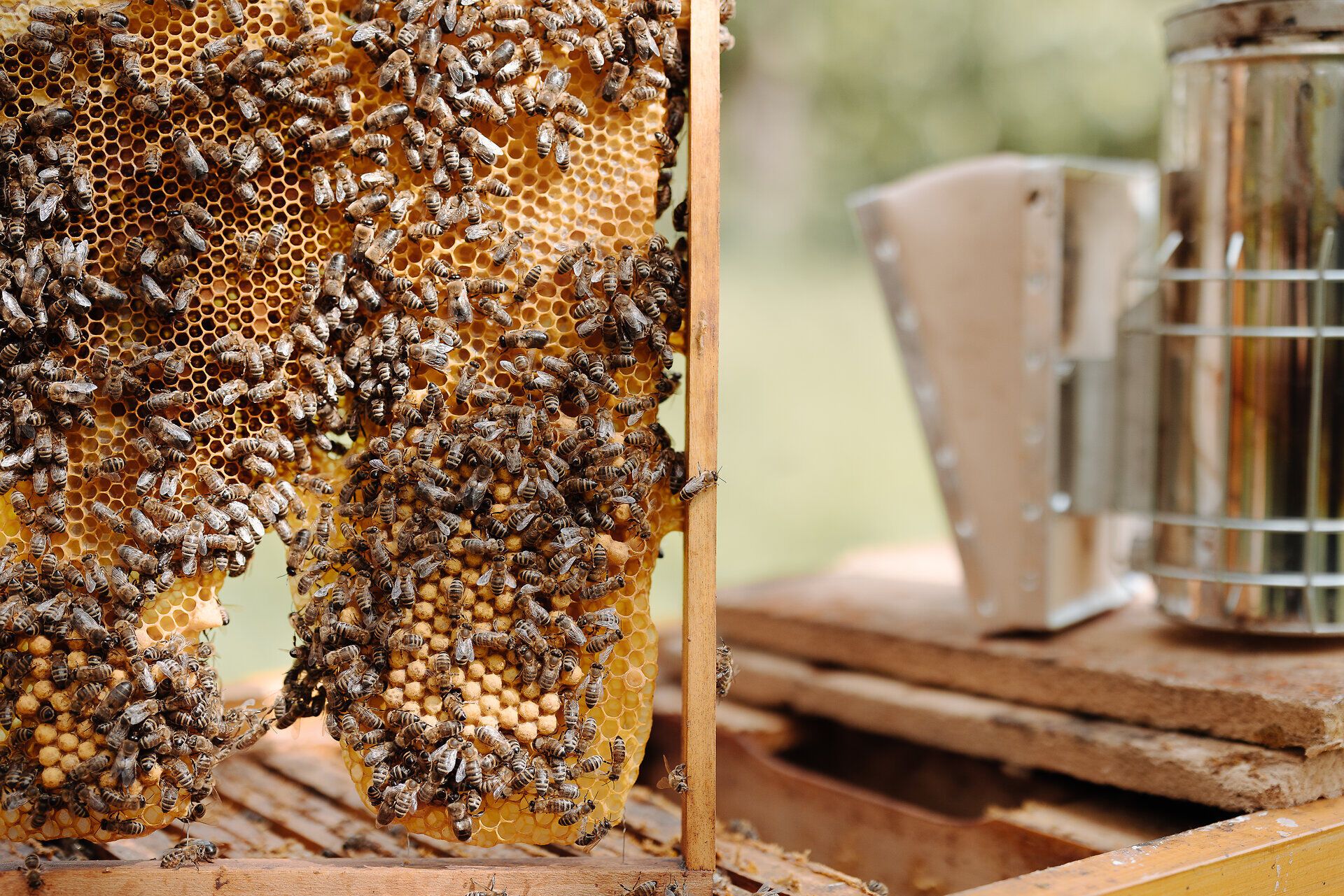 Inmitten der sanften Hügel des Wienerwaldes summt und brummt es lebhaft. Die Bienen sammeln emsig Nektar und verwandeln ihn in köstlichen Honig, während die goldenen Waben in der warmen Sonne glänzen. Ein Besuch bei der Bio-Imkerei verspricht nicht nur süße Genüsse, sondern auch faszinierende Einblicke in die Welt der Bienen.