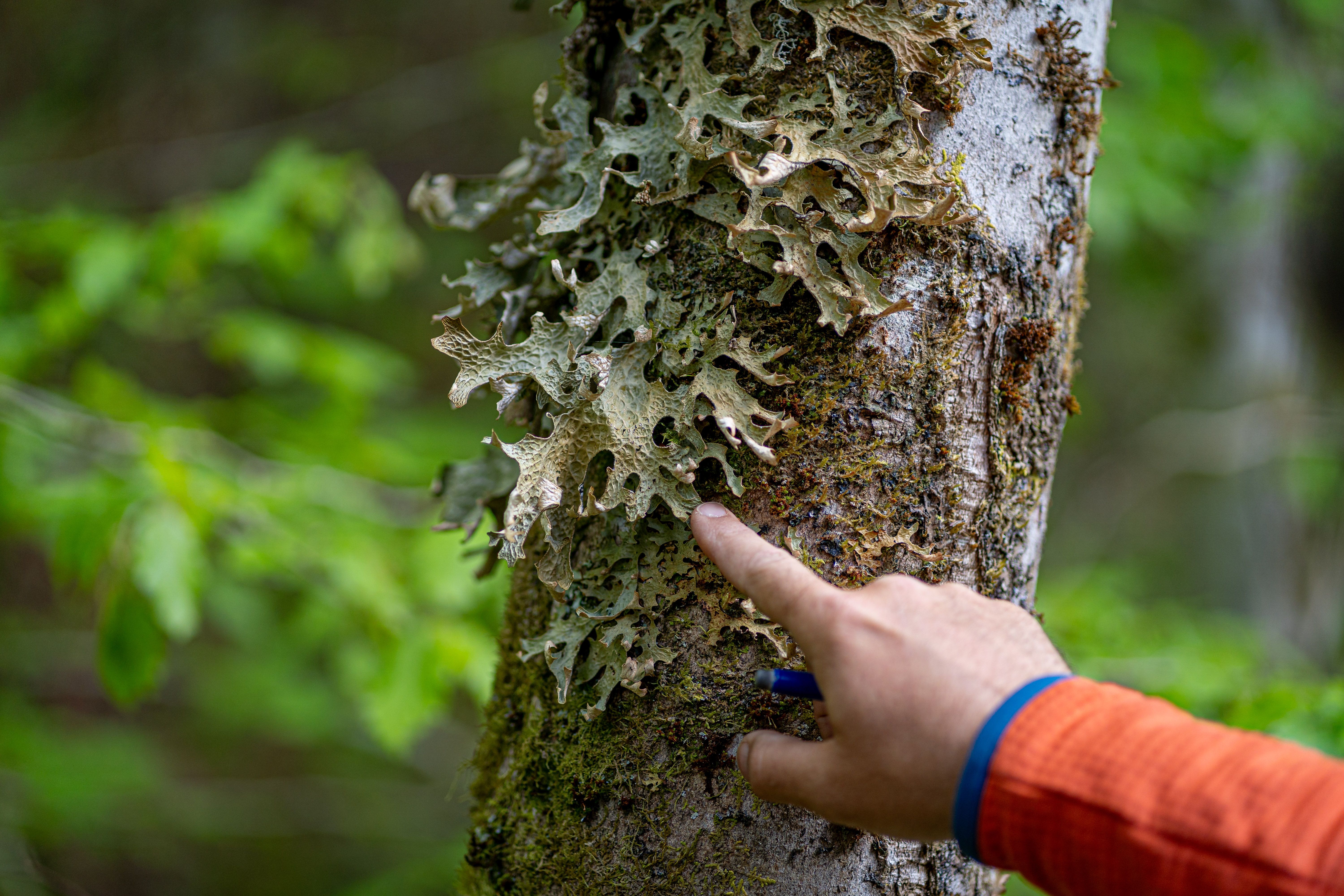 Flechten im Naturpark 