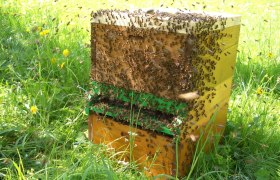 Bienenstock, &copy; Anton Jagersberger