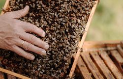 Inmitten der summenden Bienen entfaltet sich die Kunst der Imkerei. Die goldenen Waben, gefüllt mit süßem Honig, zeugen von der Fülle der Natur und der Hingabe der Imker. Ein Erlebnis, das die Sinne verzaubert und die Liebe zur Natur spürbar macht.