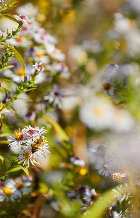 Inmitten einer blühenden Wiese summen Bienen um die zarten, weißen Blüten und schaffen eine harmonische Atmosphäre. Die sanften Farben der Natur laden dazu ein, die Seele baumeln zu lassen und die Schönheit des Herbstes zu genießen.