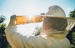 Inmitten der sanften Hügel des Wienerwaldes schimmert die goldene Wabe im Sonnenlicht. Bienen summen geschäftig umher und tragen den süßen Nektar heim, während die frische Luft den Duft von blühenden Wildblumen verbreitet. Ein Ort der Ruhe und des Genusses, wo die Natur ihre köstlichen Geschenke offenbart.