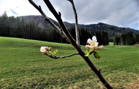 Streuobstwiese, © Christine Baron