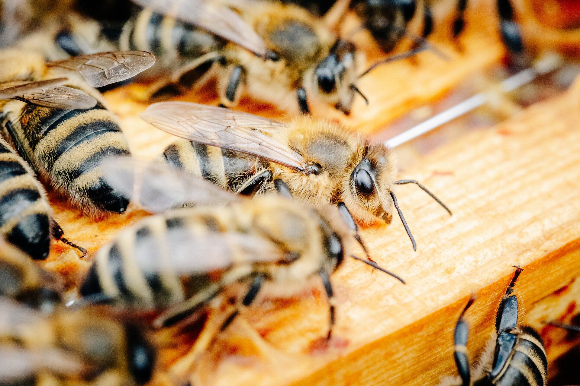 Inmitten summender Bienen entfaltet sich das faszinierende Leben im Bienenstock. Die emsigen Insekten arbeiten unermüdlich, um köstlichen Honig zu produzieren und die Natur zu bestäuben. Ein Besuch in dieser lebendigen Welt lässt die Herzen von Naturliebhabern höher schlagen.