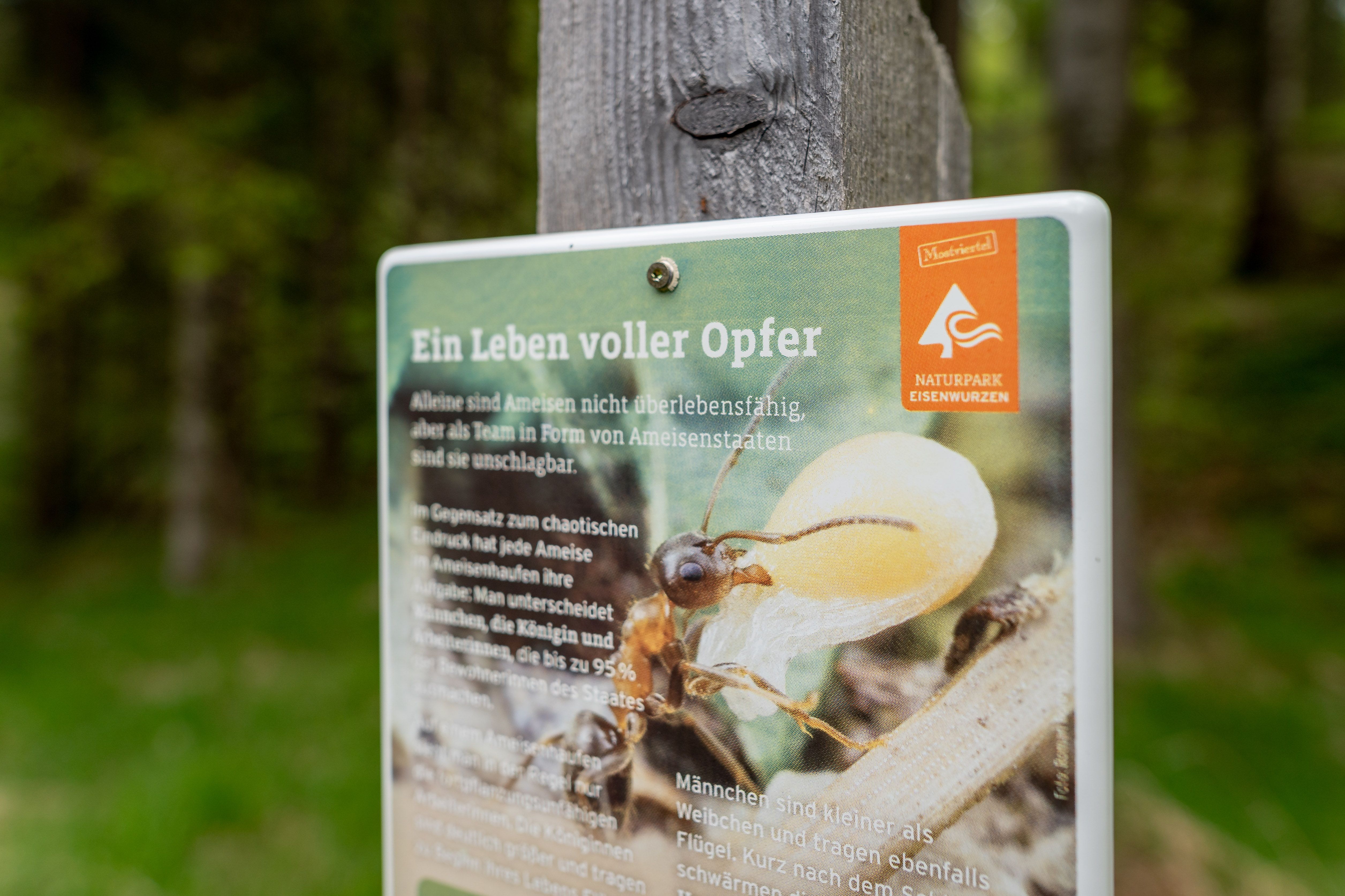 Schild bei der Ameisenkolonie