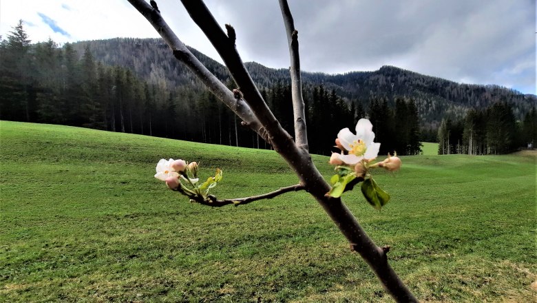 Streuobstwiese, © Christine Baron