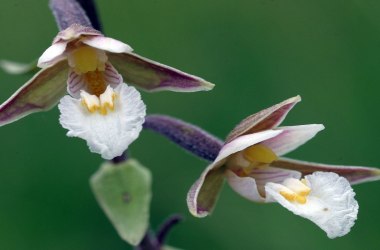 Seltene Orchideen - Sumpfstendelwurz, © POV