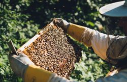 Inmitten der üppigen Natur summen die Bienen geschäftig um ihre Waben, während die Sonne sanft durch die Blätter des Wienerwaldes scheint. Die goldene Süße des Honigs, die hier entsteht, ist ein wahres Geschenk der Natur und lädt dazu ein, die Vielfalt der Region zu entdecken.