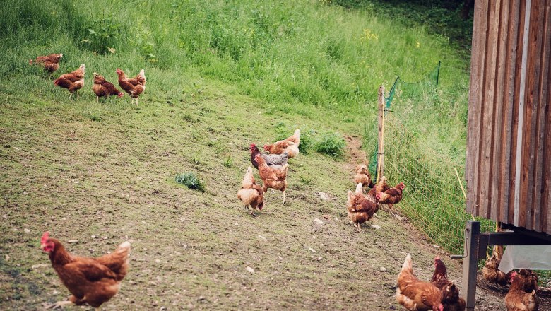 Organic farm Unterkirchen, © Familie Hirner