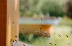 Inmitten der sanften Hügel des Wienerwaldes summt es lebhaft, während fleißige Bienen emsig um ihre Heimat fliegen. Die goldenen Waben versprechen süßen Honig, der die Aromen der Natur einfängt und die Sinne verführt. Ein Ort, an dem die Harmonie zwischen Mensch und Tier in perfekter Balance steht.