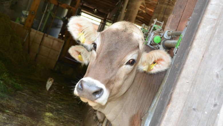 Familiennachmittag am Bio - Bauernhof, © Bettina Hinterramskogler