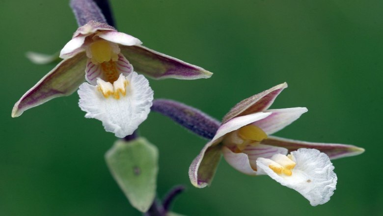 Seltene Orchideen - Sumpfstendelwurz, © POV