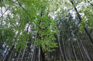 Waldbaden, © Christine Baron