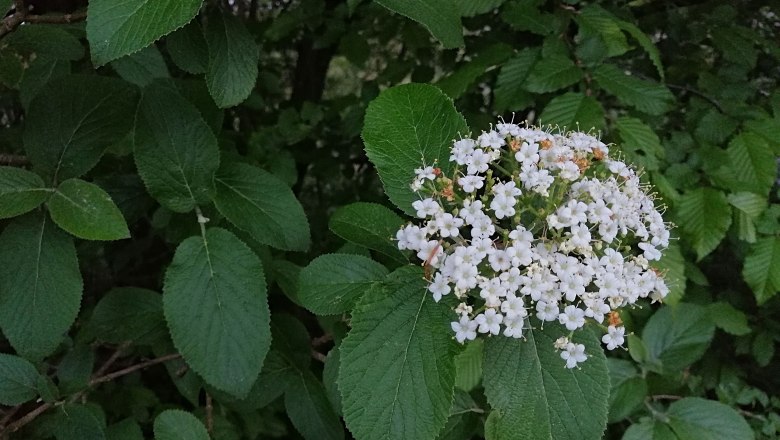 Holunderblüten, © Christine Baron