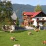 Farm with cows in a meadow in front of a traditional house in the Alps.