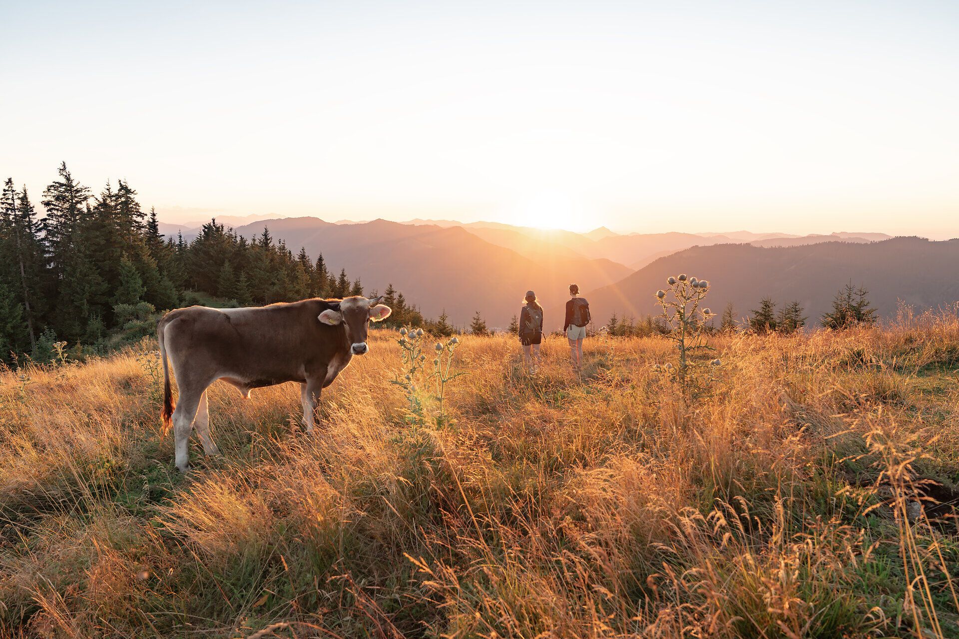 Die sanften Hügel der Ybbstaler Alpen erstrahlen im warmen Licht der Abendsonne, während eine Kuh friedlich im hohen Gras weidet. Zwei Wanderer genießen den atemberaubenden Ausblick auf die majestätischen Berge, die in der Ferne verschwommen sind. Hier, inmitten der Natur, wird der Sommer zu einem unvergesslichen Erlebnis.