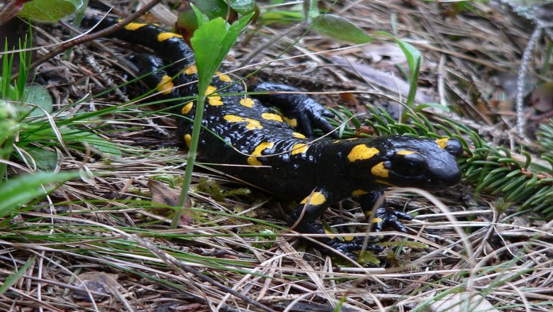 Feuersalamander, © Naturpark NÖ Eisenwurzen