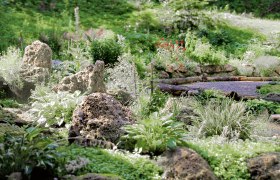 A lush garden with various plants and stones, surrounded by green foliage.