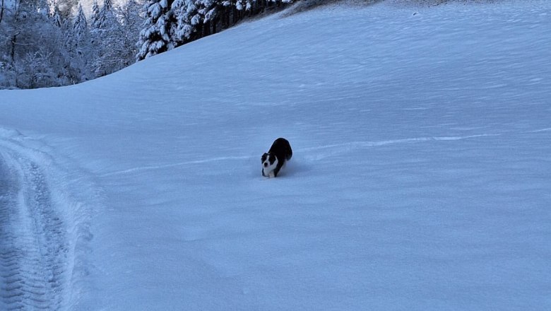 ferienhof-schelchen-im-winter-16, &copy; Schoisswohl